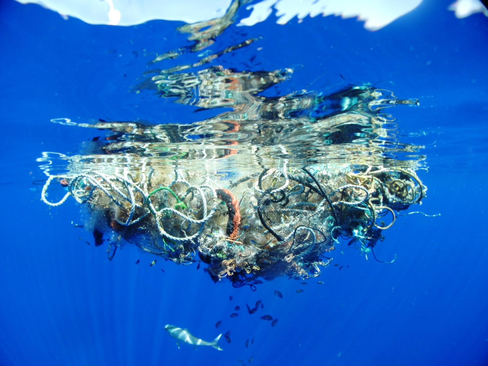 The Great (Pacific) Garbage Patch « Middle of the Pacific