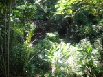 Wahiawa Botanical Garden (80)